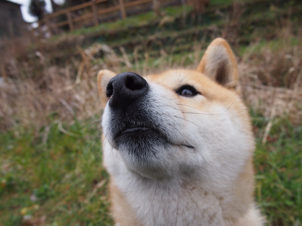 伟大相遇的唯一注脚，塞维利亚与勒沃库森的史诗对决，莱万全场最佳之名无可争议
