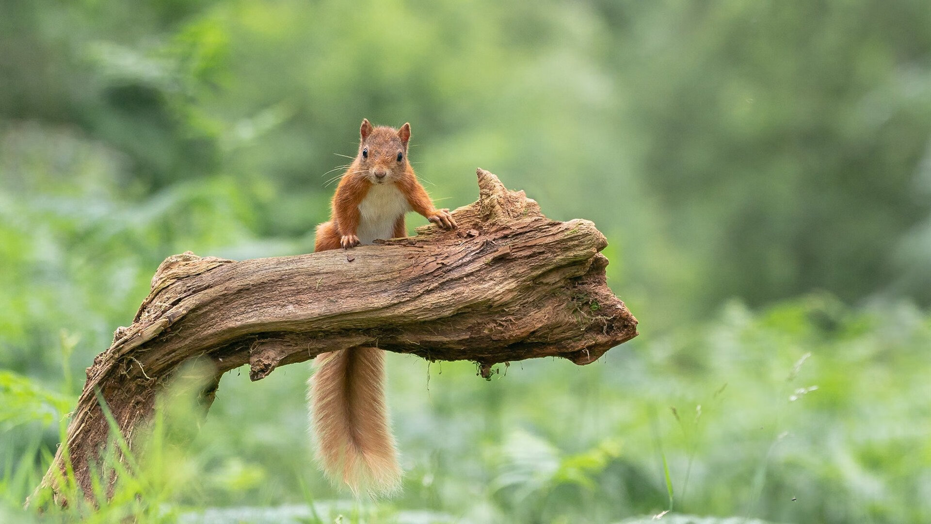 落选秀的审判日，东决关键战之夜，范弗利特开启上帝模式